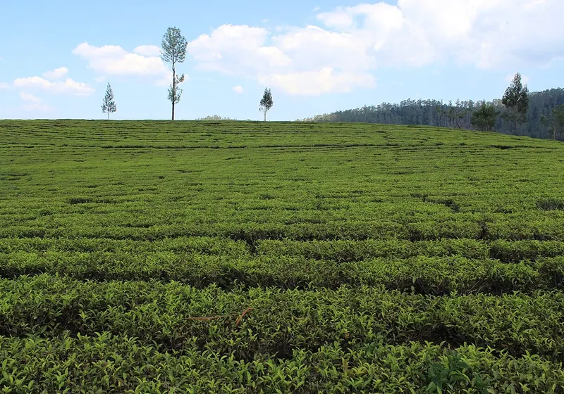 Tea Factory & Museum